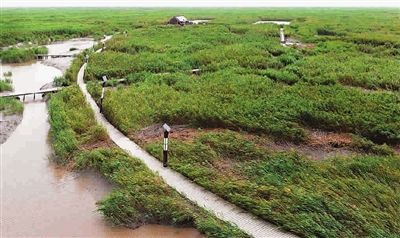 型河口沙洲,被专家戏称为长江"小女儿",第三代崇明岛的上海九段沙湿地