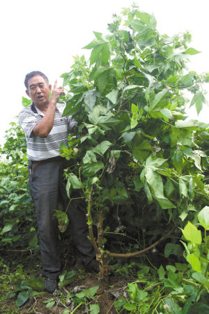 13年育出两米多高棉花树退休副乡长要做棉花