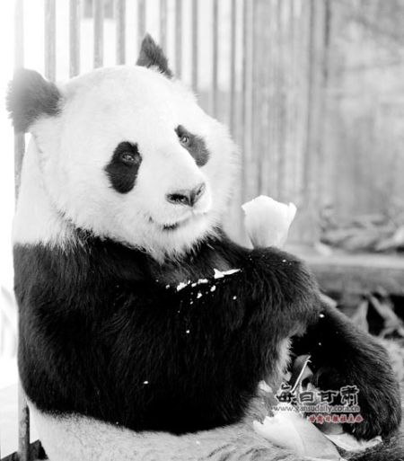 兰州市动物园:翘首以盼更加敞亮的家