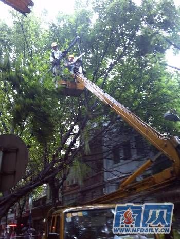 台风天兔吹倒广州珠玑路一棵四五十年大树