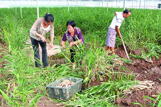 该基地目前拥有5万平方米的大棚温室,培育2000万株生姜,蓝莓,猕猴桃等