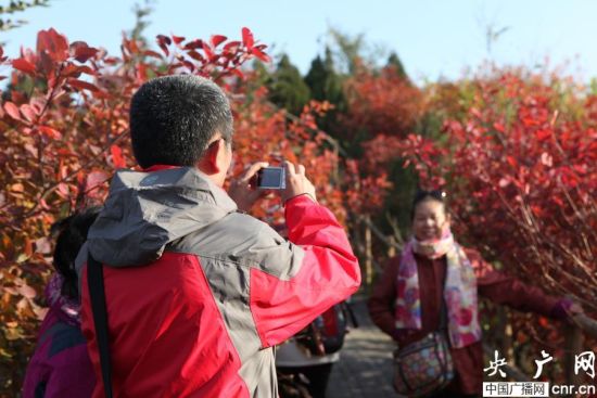 八达岭长城红叶尽染 北京本周天气晴好利赏红