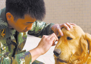 巴克搜搜再见了,我的战友!