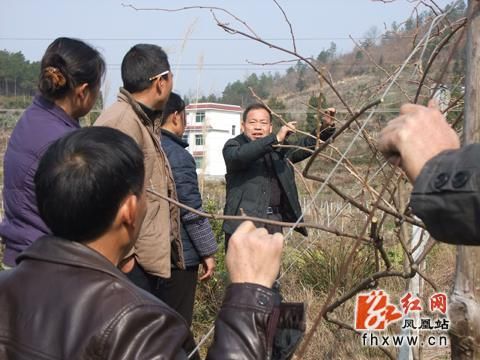 凤凰县举办猕猴桃培管技术培训班助库区移民增