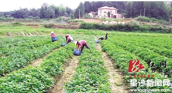 长沙县福临镇:种植食用红薯叶 一年纯赚赚240