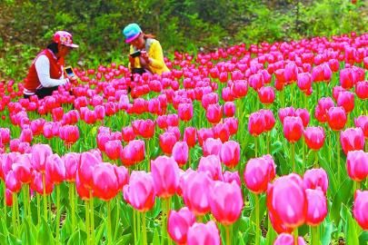 郁金香花开香满园