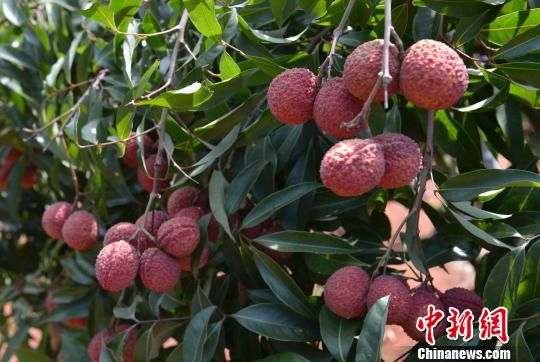 海南无核荔枝上市无核无火无渣最高千元每公斤