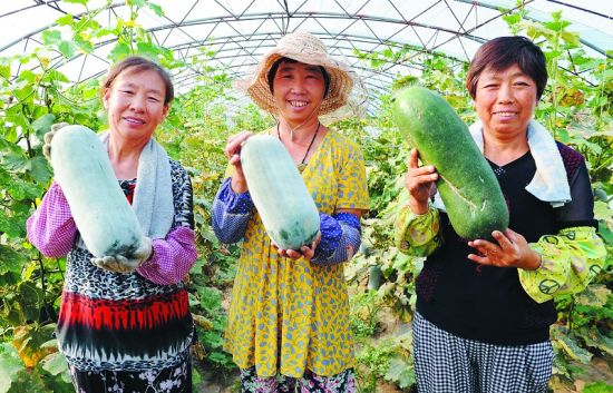 7月15日,河北省永清县美盛航天蔬菜种植示范基地工人采收太空育种黄瓜。 7月份以来,河北省永清县美盛航天蔬菜种植示范基地试种的航天蔬菜已全面成熟。目前,该基地引进种植的航天蔬菜有南瓜、黄瓜、尖椒等9个品种,发展航天蔬菜日光温室9个。航天育种蔬菜具有高产、抗病性强、有效成分含量高等诸多特性,市场前景十分可观。 新华社发 (原标题:航天蔬菜)