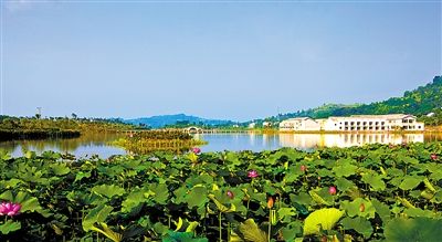 夏日赏荷,别错过铜梁土桥这座大荷园