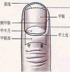 揭秘手指月牙那些事儿 大拇指常有小指常无