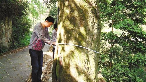 四面山发现400岁高龄楠木