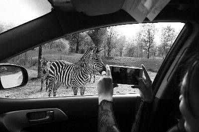 北京野生动物园新增自驾区 可近距离赏200多种