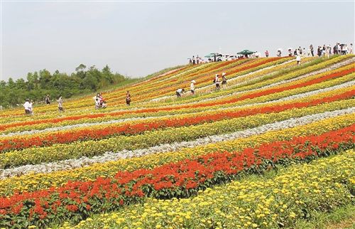 5月2日,游客在铜梁奇彩梦园花海赏花. 通讯员 赵武强 摄