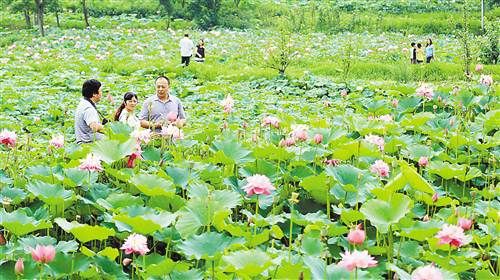 ①市民在大足区龙水镇雅美佳湿地公园观赏荷花.