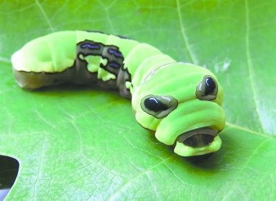 6月17日,在靖州苗族侗族自治县排牙山林场发现的宽尾凤蝶末龄幼虫.