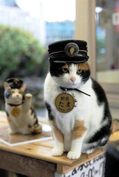 再见,猫站长小玉!