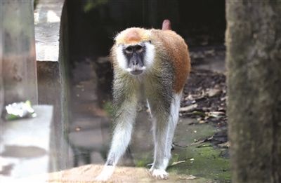 马脸大圣是啥猴