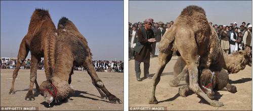 ��������չ����ˤ�ӱ�����ף��˹����(ͼ)