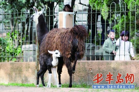 青岛动物园羊驼\产仔\
