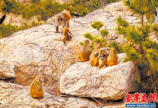 市民组团给崂山猴群送食 猴王率众"狂欢"(图)