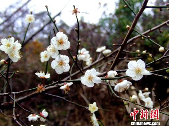 中国最大野生梅花基地举办“梅花节”(图)