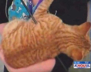 ����Сè��һ�������������մ��Ѳ�������ͼ��