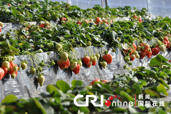 外商布展世界草莓大会 看好中国市场前景(组图