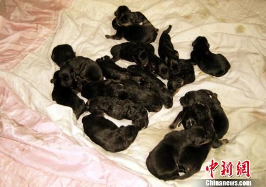 新疆藏獒黑珍珠一窝产下22只幼崽极为罕见(图)