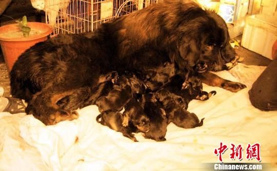 新疆藏獒黑珍珠一窝产下22只幼崽极为罕见(图)