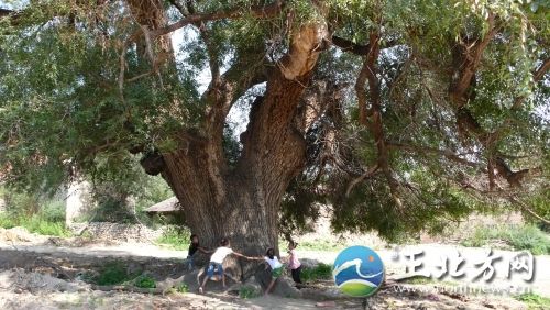 乌素图村有一棵古榆树直径2米多
