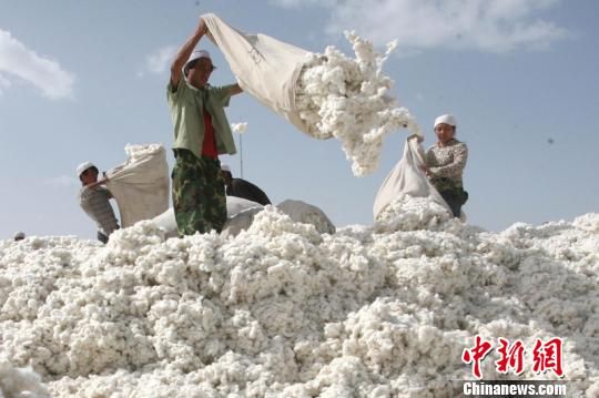 新疆新棉开秤收购 预计占国内棉花总产近一半