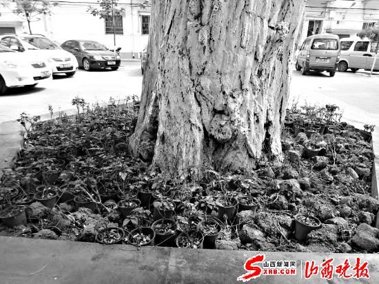 串串红变成“一点红”居民可惜求灭虫良方(图)