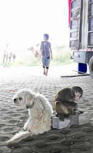 图文:野芷湖大桥下的民间杂技团