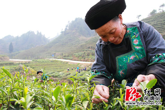 保靖县有多少人口_精神病人校门口打人 保靖民警出动冒危险处置(2)