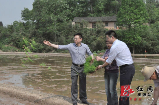 桃源县委书记向农民朋友学抛秧技术(图)
