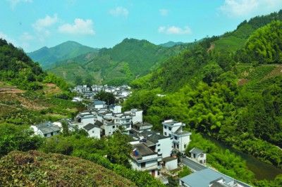 光明村 山清水秀茶飘香(图)