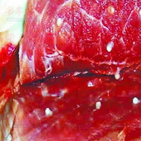 猪肉里吃出小颗粒 买肉要看检疫合格证明(图)_新浪新闻