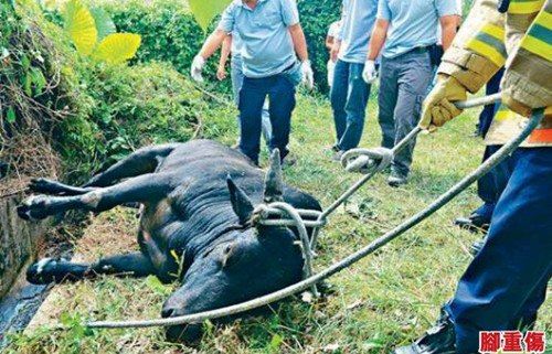 香港一流浪牛吃草坠坑受重伤 被施安乐死(图)