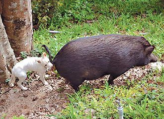 台湾一小学山猪副校长死亡引学生泪别(图)