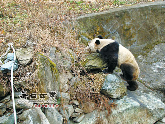 野生大熊猫下山大摇大摆巡视村寨(组图)