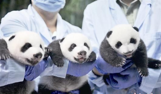 楚天金报讯 9月18日,广州长隆野生动物世界成功繁育的大熊猫三胞胎全部顺利开眼,并脱离人工育幼箱。据悉,开眼是大熊猫宝宝成长过程中非常重要的环节,宝宝们将由此得见光明,对外界变得更加敏感;开眼后借助眼睛的引导和帮助,熊猫宝宝将会变得更加积极好动,活动范围也将加大,加速学会走路。这是全球唯一存活的大熊猫三胞胎。(中新社发) (原标题:图文:大熊猫三胞胎开眼)