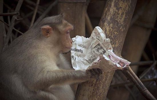 印度猕猴看报纸 研读股市行情表情震惊(组图)