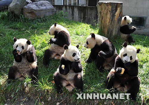 刘雪松:熊猫帮主招聘,卖萌还是晒优越?|熊猫|
