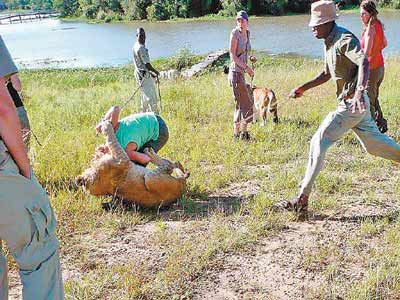 英国女教师被狮子扑倒咬住脑袋后逃生(组图)