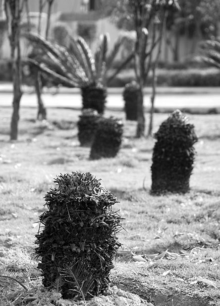 春天正是植物生长的大好季节 江厝路9株铁树惨