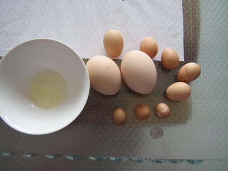 家养母鸡产下一角硬币大小鸡蛋