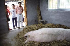 浙江泰顺猪王体重达1吨专人照顾饮食起居(图)