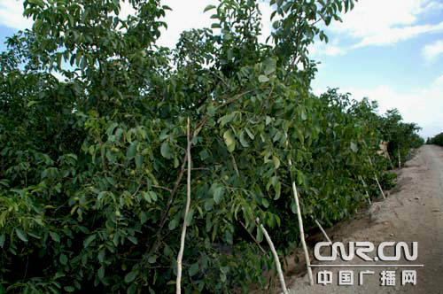 环塔里木看林果之科技施农促温宿果农增收