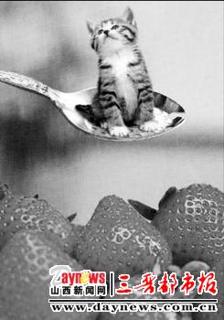 猫咪住汤勺世界最小无人比(图)