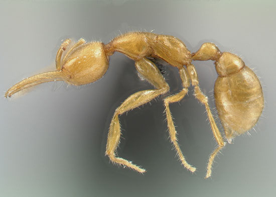 科学家发现金黄色无眼蚂蚁(图)